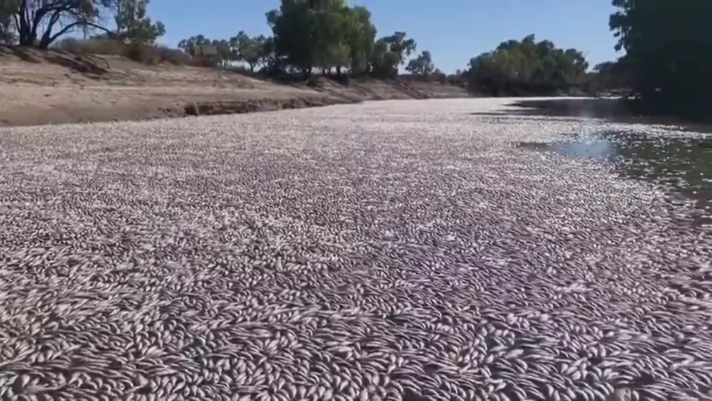 peces-muertos-australia