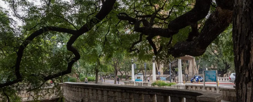 Arbolado urbano UNC 3