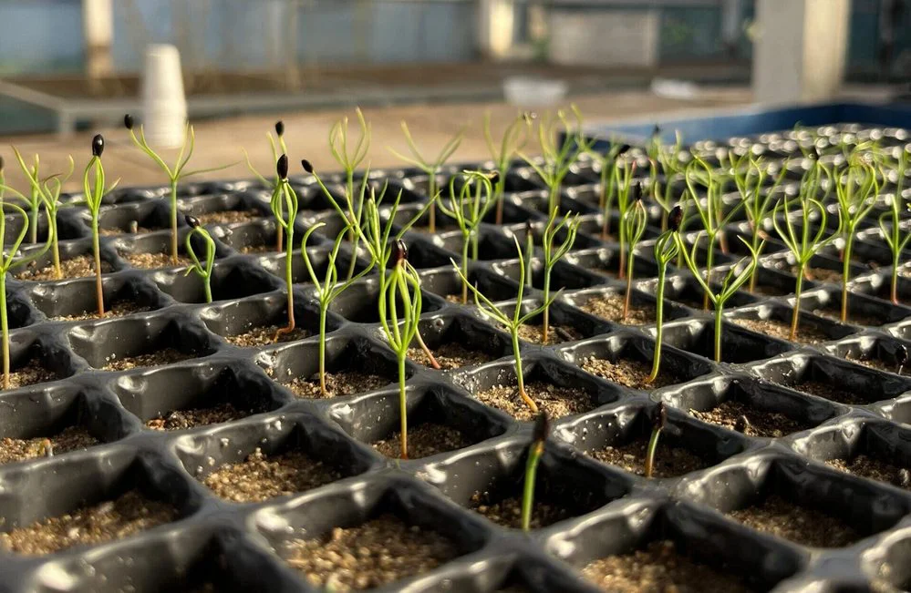 ECOOBJETIVO FOTO PINOS FAUBA 1 polen-experimento