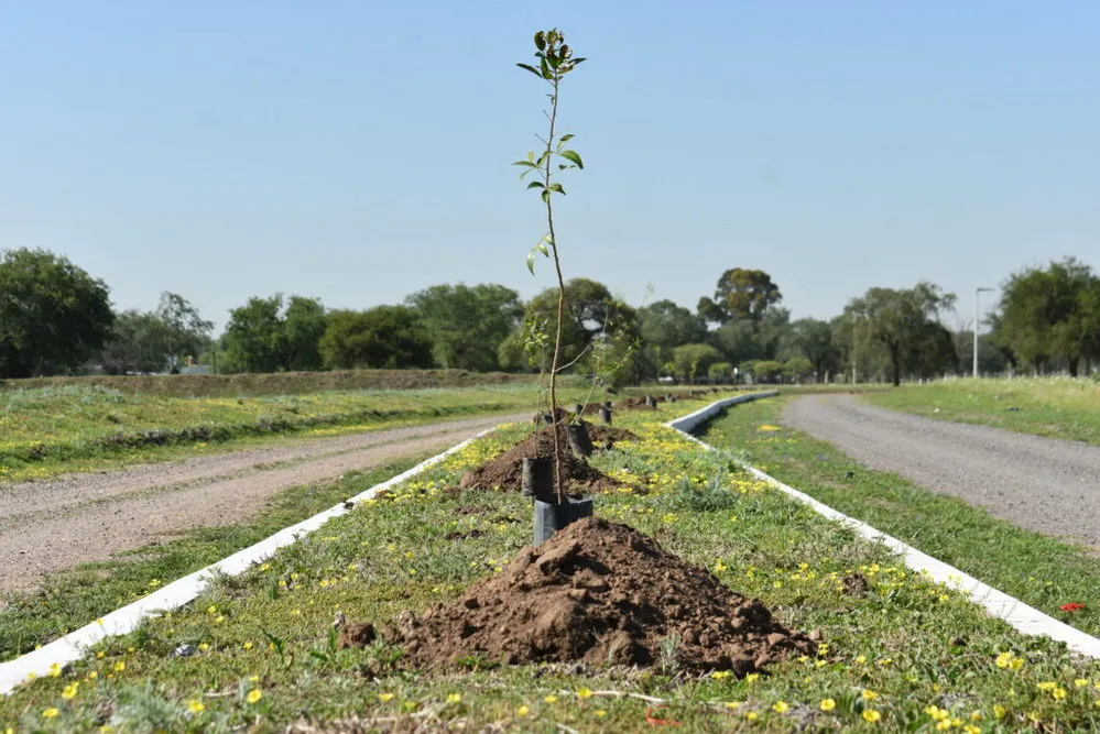 ECOOBJETIVO FOTO ENTE METRO FORESTACION NATIVAS 2
