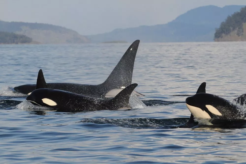 orcas