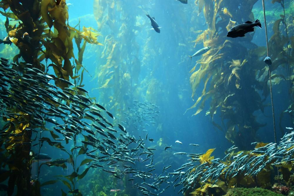 Algas Oceanos
