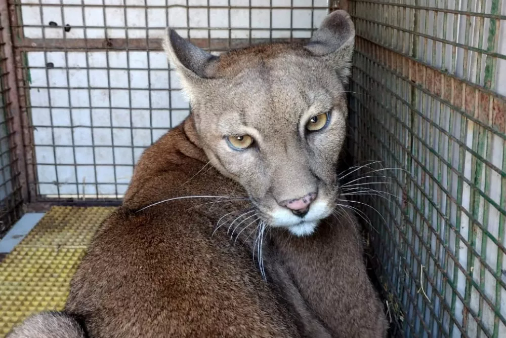 Puma_