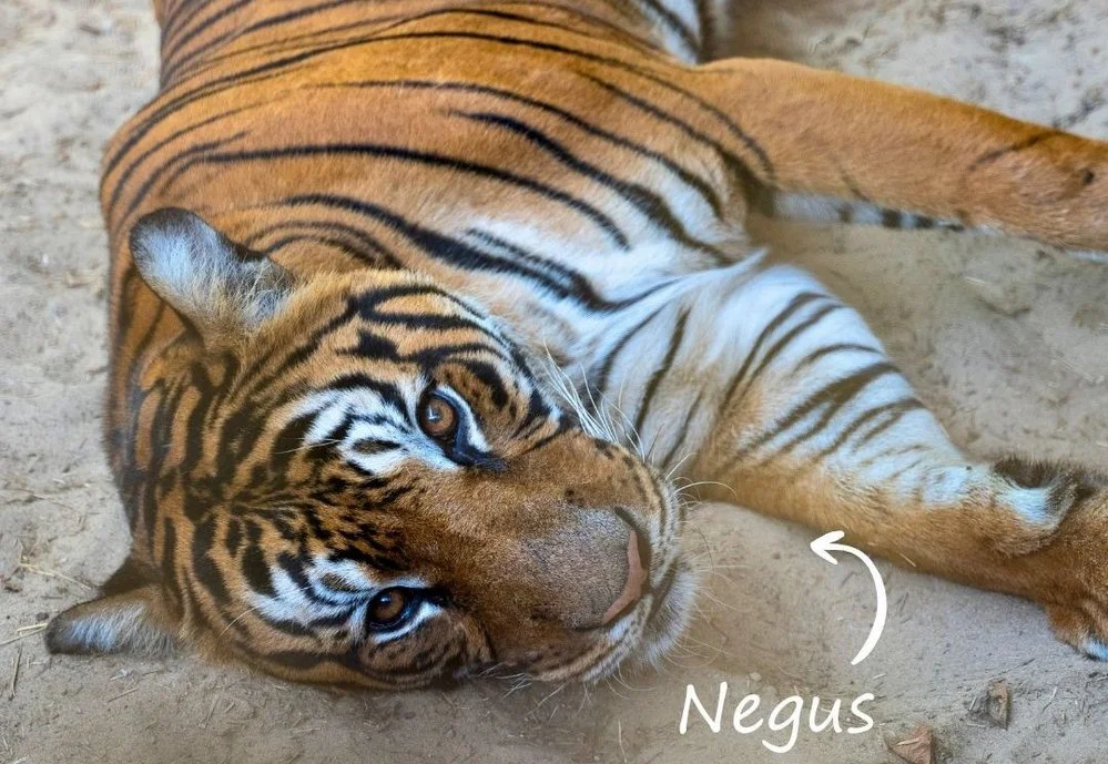 ECOOBJETIVO FOTO FELINOS LUJAN NEGUS