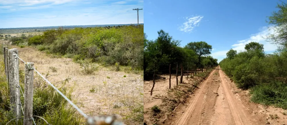 Picadas perimetrales 2