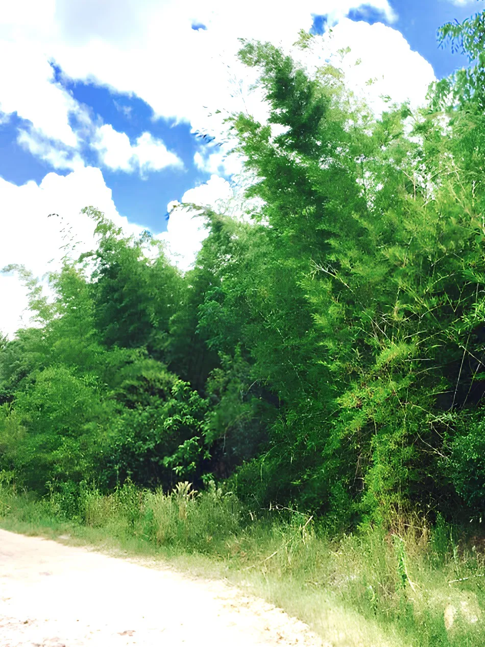 ECOOBJETIVO FOTO BIOCARBON vega-cañaveral-Guadua-u