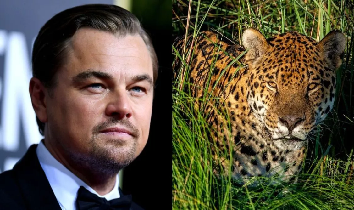 Yaguarete-Ibera-dicaprio