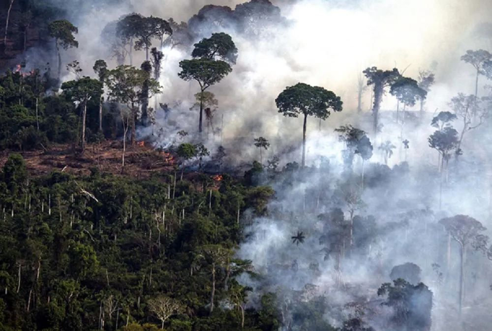 Brasil selva