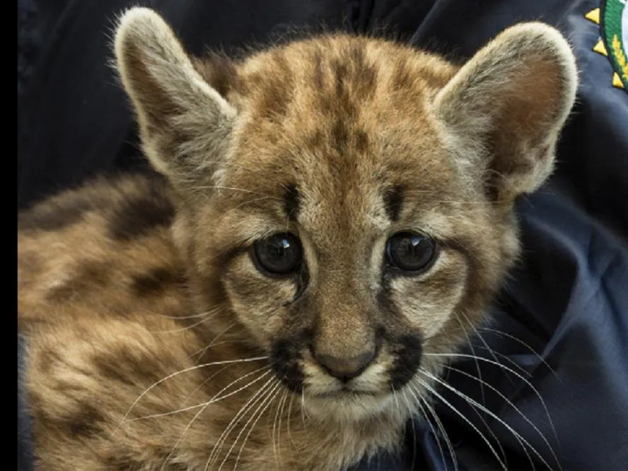 puma