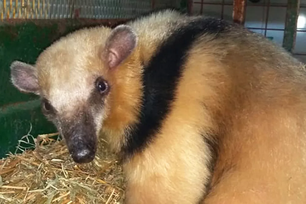 ECOOBJETIVO FOTO OSO MELERO Melero_prensa