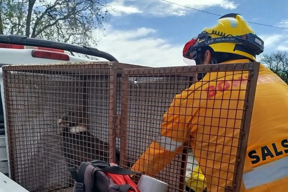 ECOOBJETIVO FOTO SALSACATE RESCATE CONDOR ANDINO 1