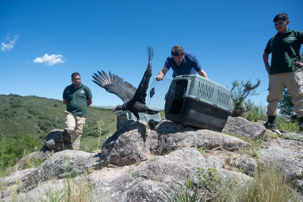 ECOOBJETIVO FOTO COLANCHANGA LIBERACION ANIMALES SILVESTRES 1