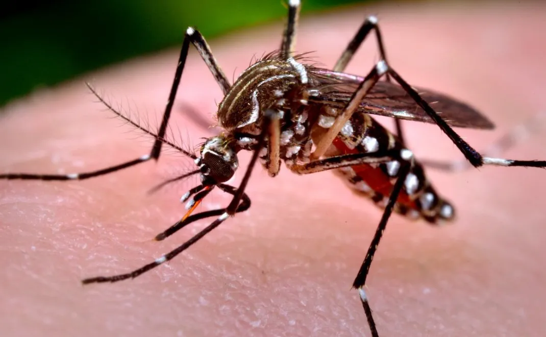 mosquito_aegypti_0-1070x660