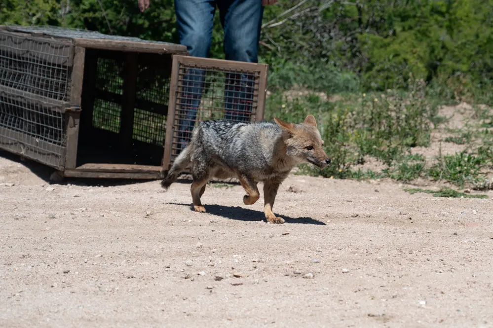 ECOOBJETIVO FOTO COLANCHANGA LIBERACION ANIMALES RESCATADOS 3 Colanchanga-mas-ejemplares-silvestres-que-regresan-a-la-la-naturaleza-5