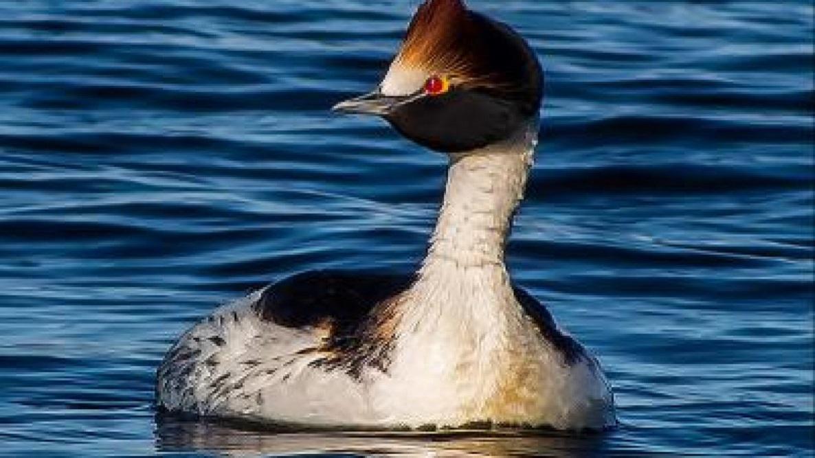 Macá Tobiano
