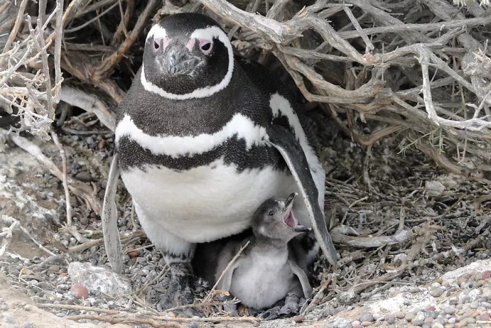 pinguino