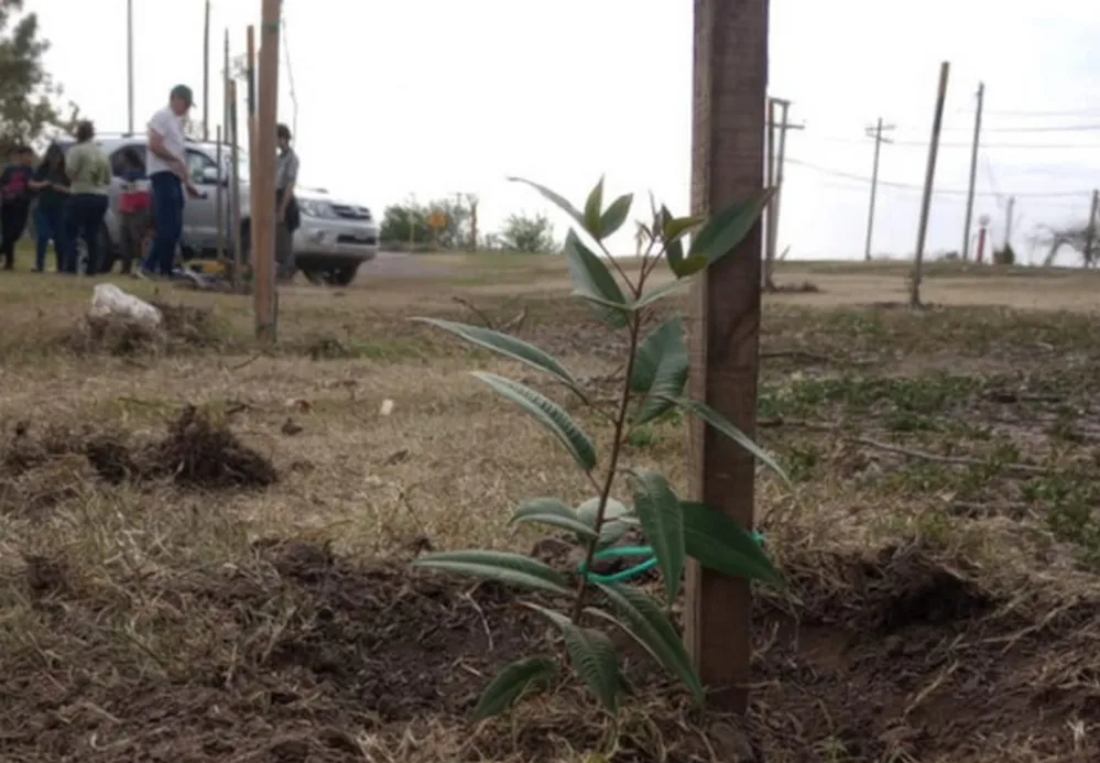 ECOOBJETIVO FOTO PIQUILLIN FORESTACION RAMCC 2