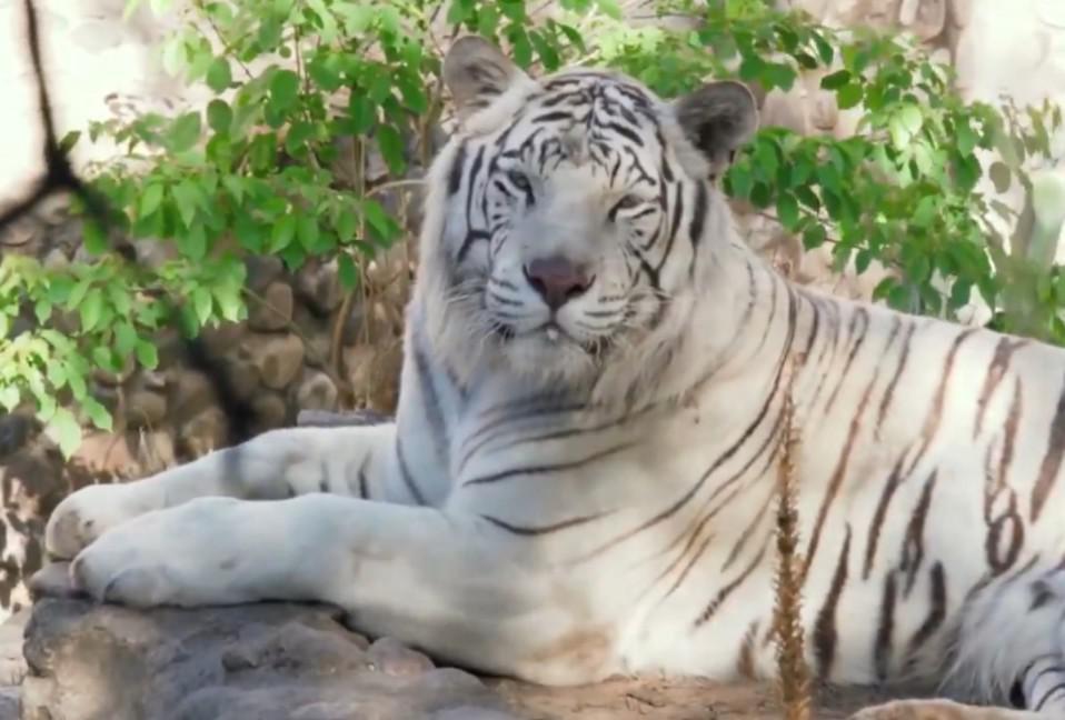 tigre-nahuel