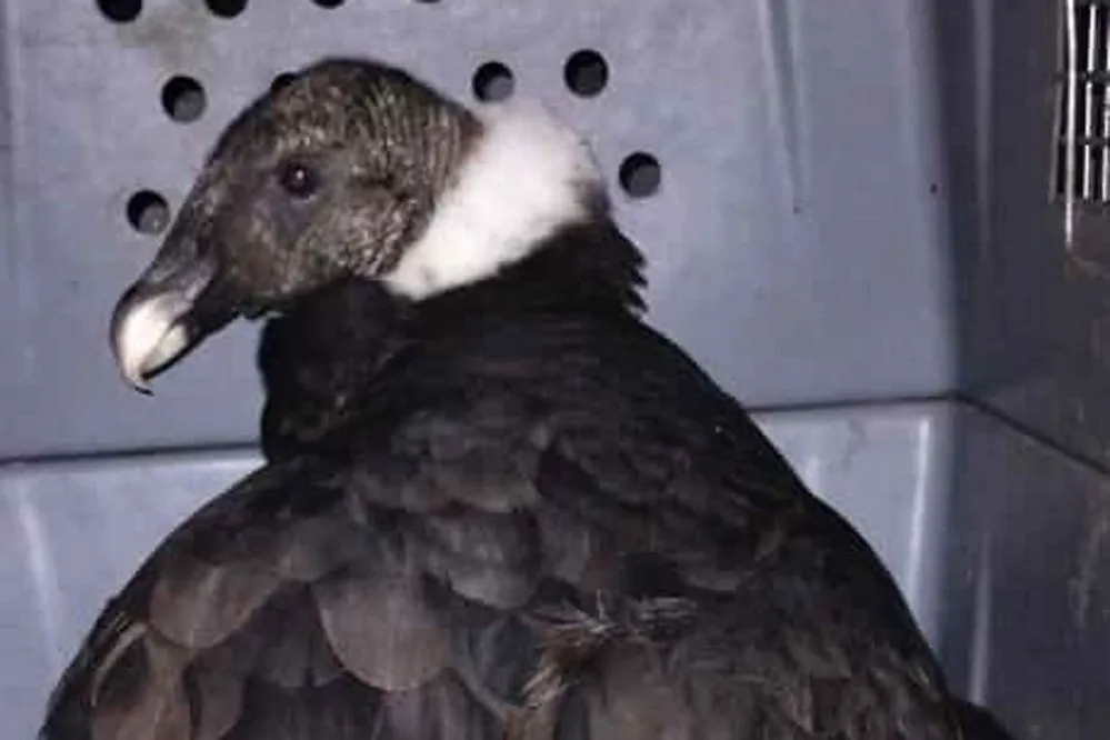 ECOOBJETIVO FOTO SALSACATE RESCATE CONDOR ANDINO 2