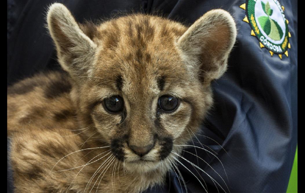 Rescate de cacchorro de Puma 1