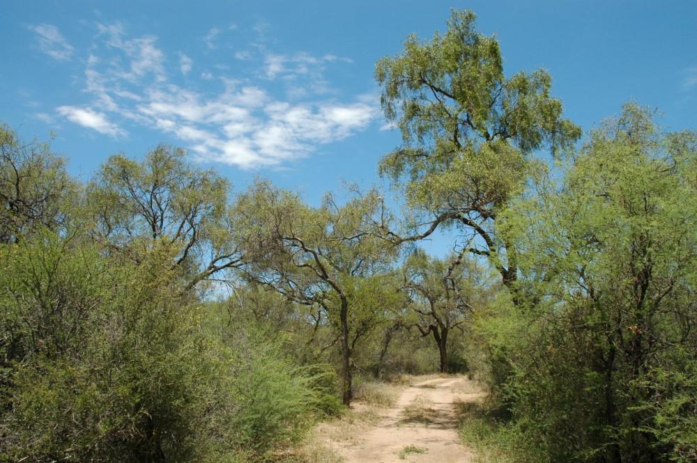 Bosque Nativo