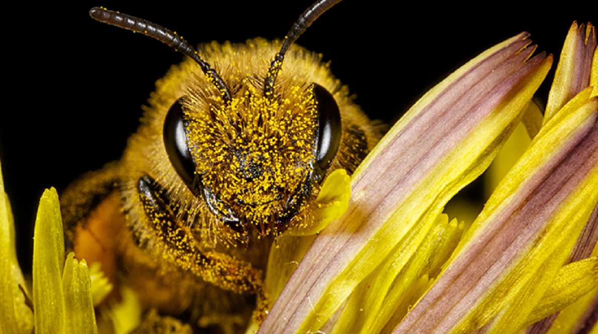 Abejas 01
