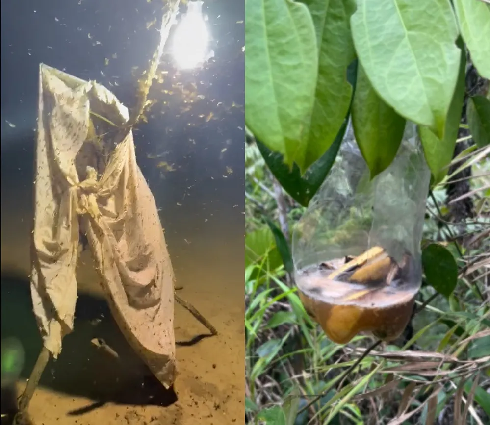 ECOOBJETIVO FOTO ENTOMOLOGO WAGNER wagner-collage2