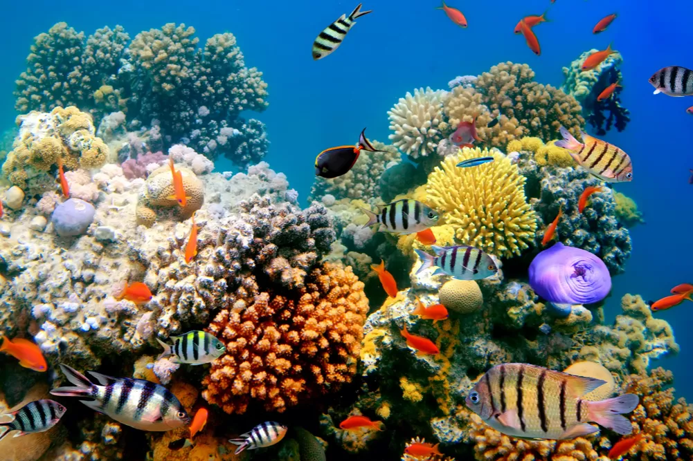oceanos