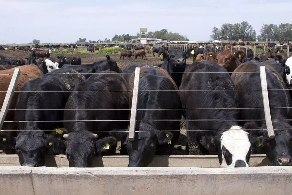 ECOOBJETIVO FOTO PROGRAMA CREDITO FEEDLOT