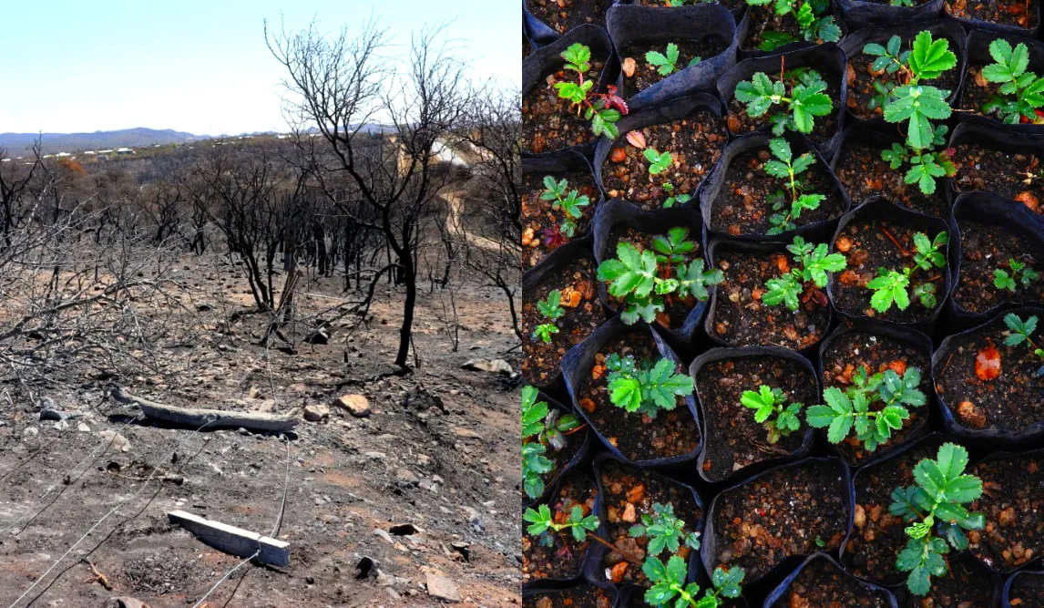 Restauración Ambiental posfuego