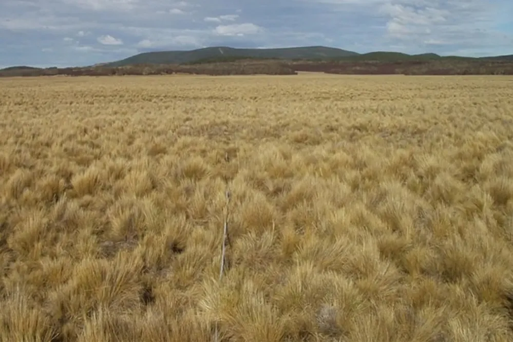 ECOOBJETIVO FOTO GANADERIA 4 patagonia-pastizal y cinta métrica