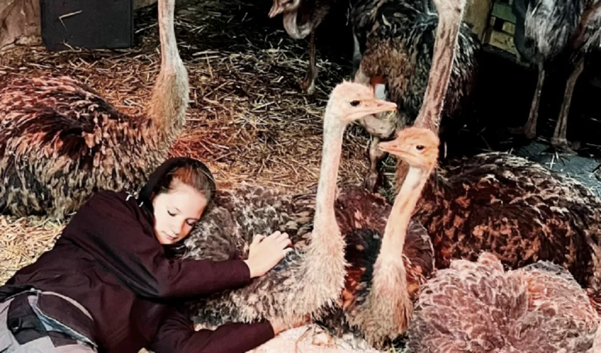 Abrazos de avestruz 3