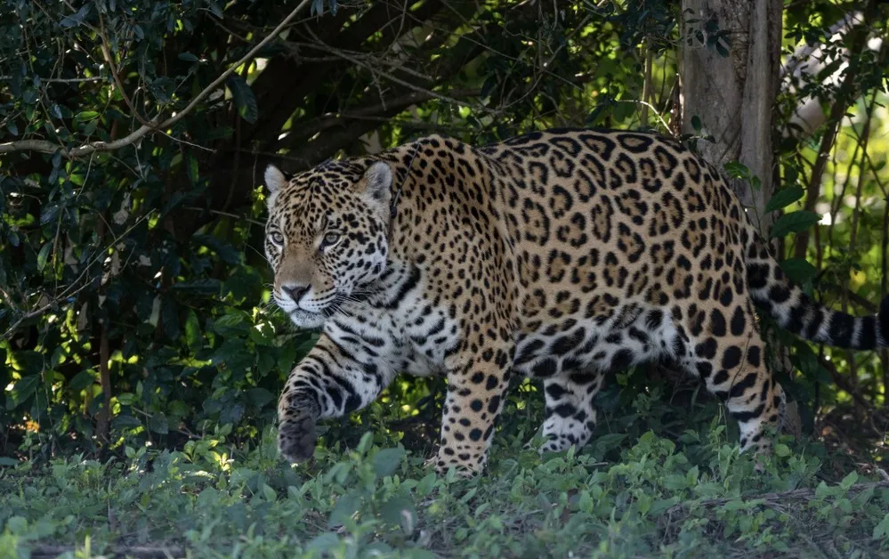 ECOOBJETIVO FOTO REWILDING YAGUARETE Captura de pantalla 2025-09-25 a la(s) 09.42.28