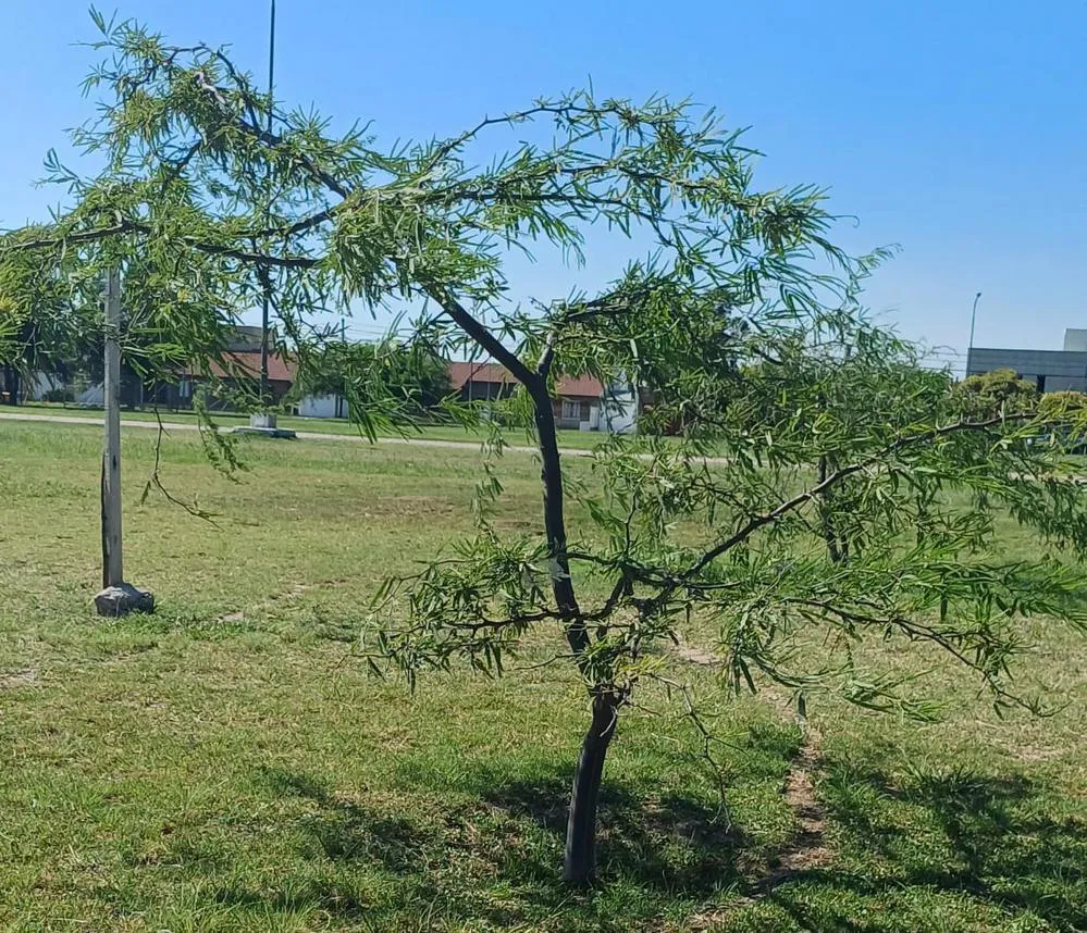 ECOOBJETIVO FOTO VILLA MARIA FORESTACION 2024 1