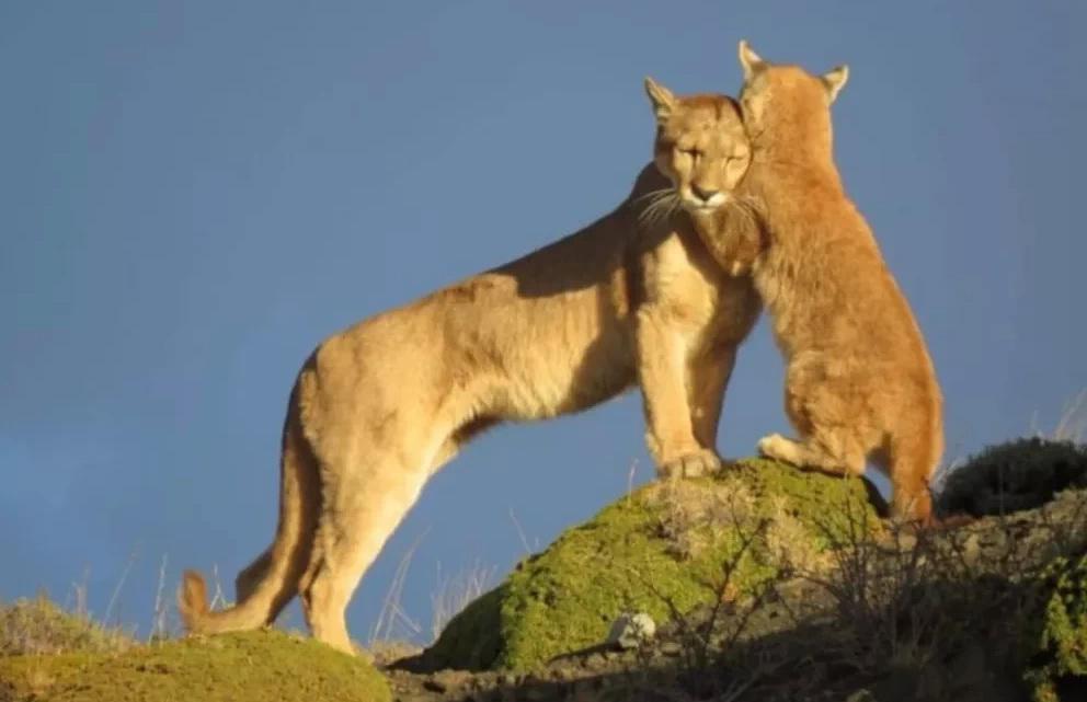 pumas _gentileza