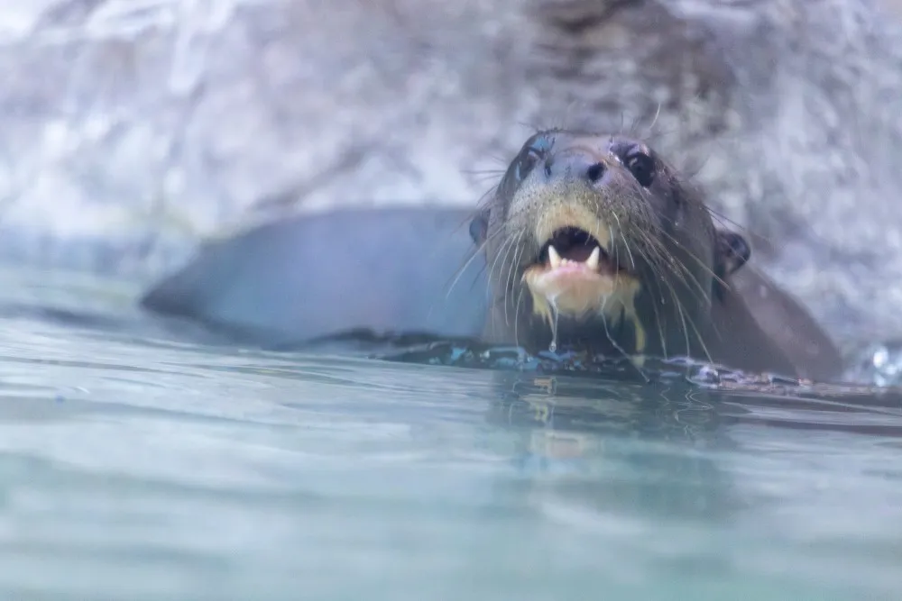 Rosario en el Zoológico de Los Angeles. Crédito_ LOS ANGELES ZOO