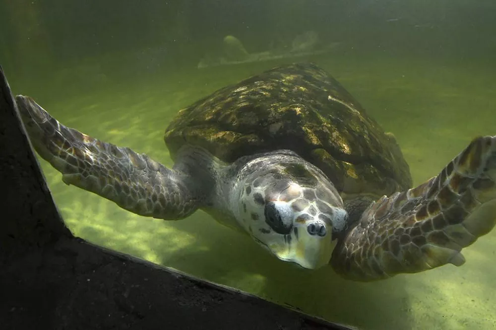 tortugo Jorge