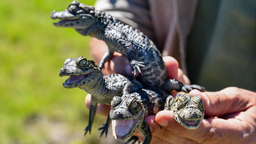 ECOOBJETIVO FOTO SANTA FE LIBERACION DE FAUNA 8