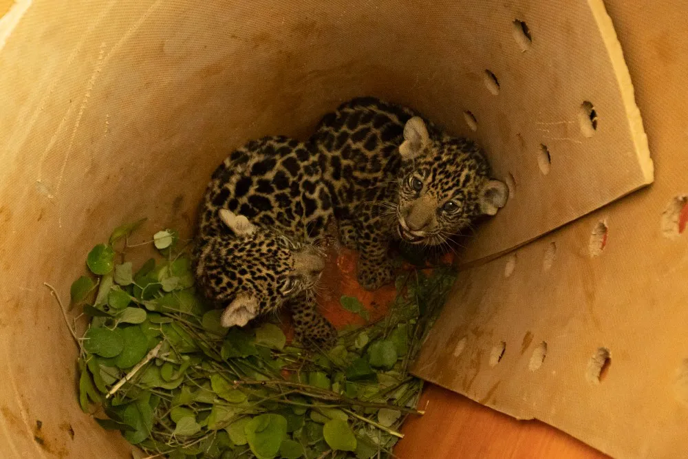 Los cachorros chaco y Taragüi nacidos en El Impenetrable durante su traslado a Iberá - Sebastián Navajas - Fundación Rewilding Argentina-00383