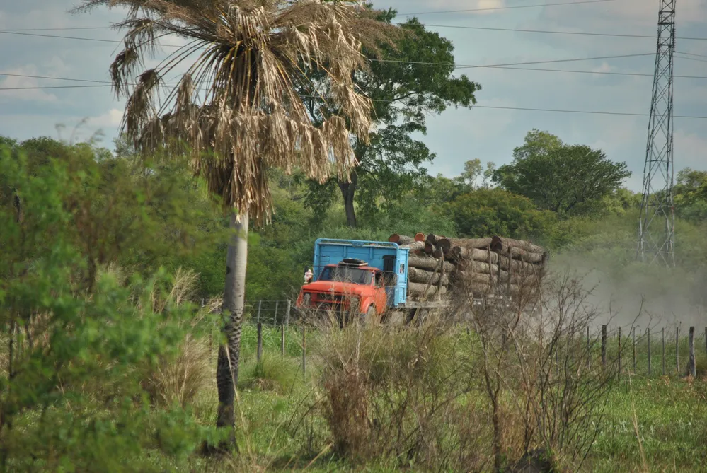 ECOOBJETIVO FOTO AVES ARGENTINAS DESMONTE CHACO 3
