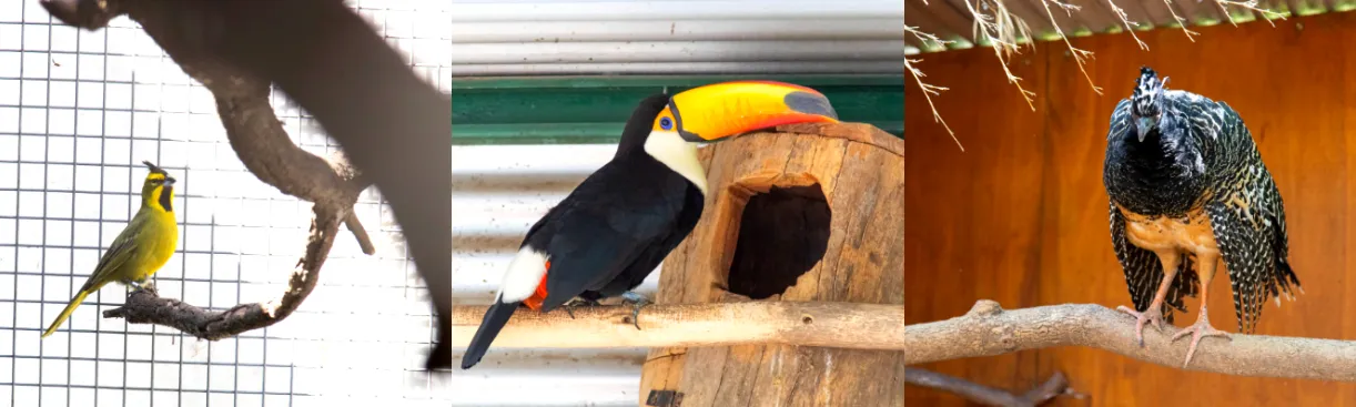 peligro de extinción Tucán ,Toco del Moitú y Cardenal Amarillo