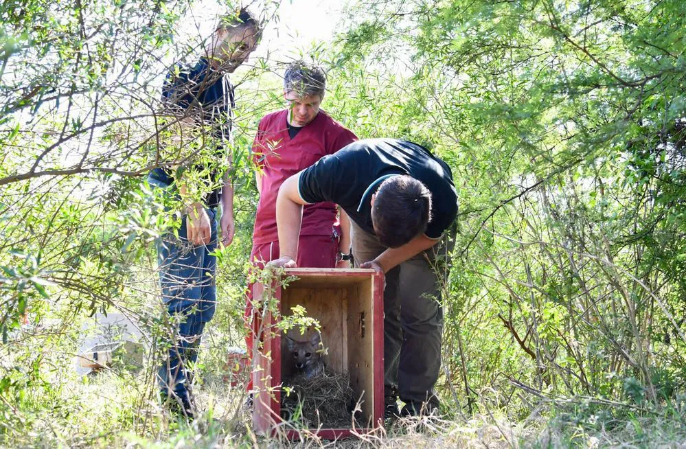 ECOOBJETIVO FOTO SANTA FE LIBERACION FAUNA SILVESTRE NORTE PROVINCIAL 5
