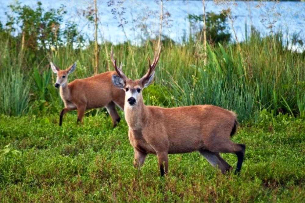 Ciervo de los pantanos