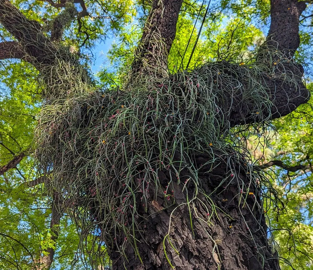 ECOOBJETIVO FOTO EPIFITA CABA Epifita sobre árbol