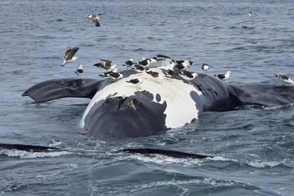 ballena-piramides