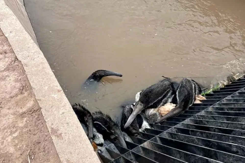 animales-canal-de-la-patria