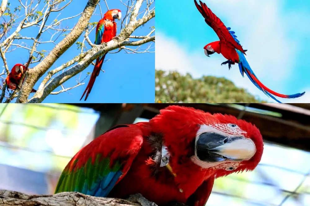 Guacamayo Rojo