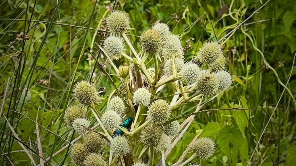 ECOOBJETIVO FOTO ENTOMOLOGO WAGNER wagner-destacada