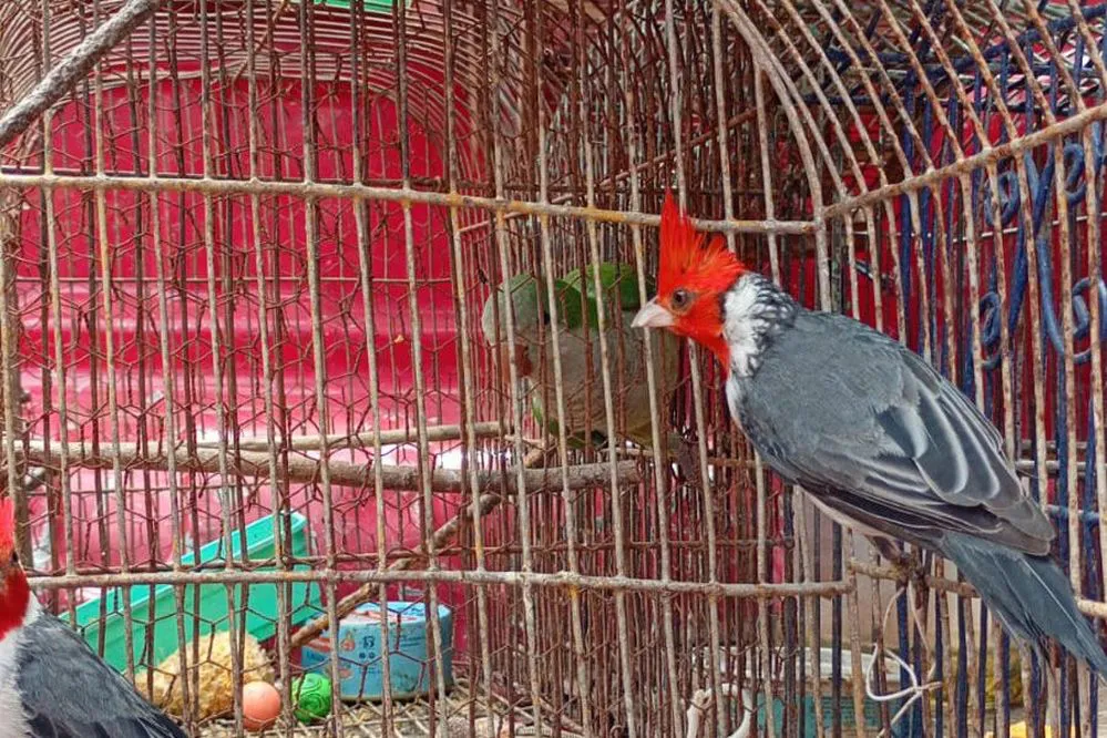 ECOOBJETIVO FOTO MALAGUEÑO POLICIA AMBIENTAL RESCATE 2