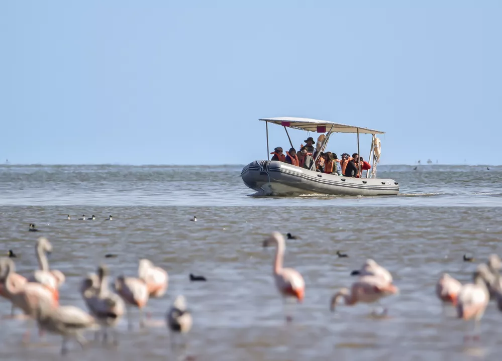 ECOOBJETIVO FOTO AVES ARGENTINAS ANSENUZA Paseos en lancha. PH Macarena Delsoglio